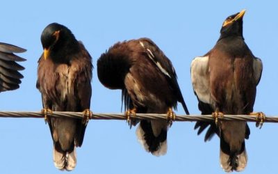 Non si può non comunicare, relazioni lineari e circolari