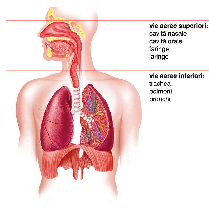 mappa respiratoria:scambio tra mondi