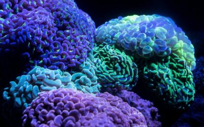 Intelligenze e apprendimento